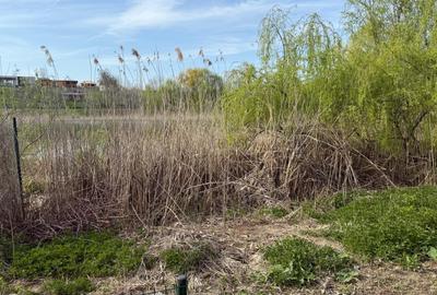 Teren intravilan de 883 mp, în Moara Vlăsiei - 9