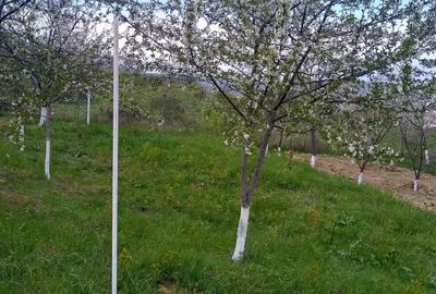 Teren de 700 mp, în Vlădiceni - 5