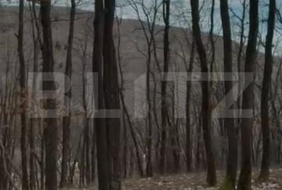 Teren extravilan de 3300 mp, în Sălicea