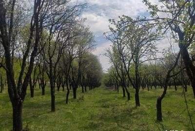 Teren de 9699 mp, în Odăile
