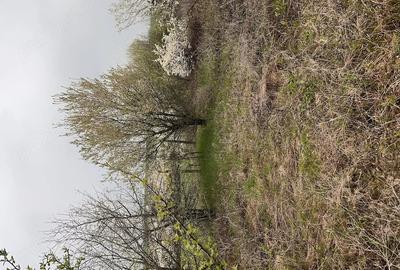 Teren de 5800 mp, în Pișchia - 2