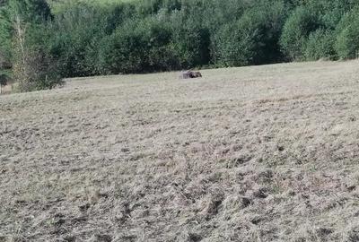 Teren de 7000 mp, în Negreni - 2