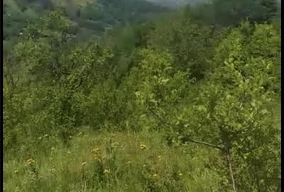 Teren de 5531 mp, în Drajna - 3