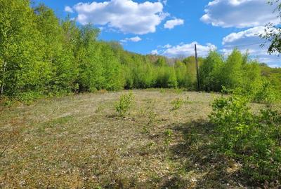 Teren de 70000 mp, în Șerani - 4