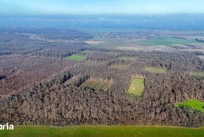 Teren de 16900 mp, în Grădiștea - 4