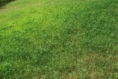 Teren agricol extravilan de 10000 mp, în Sârbeni