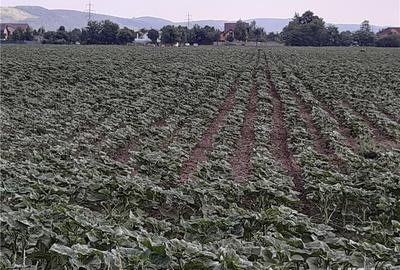 Teren de 2300 mp, în Central