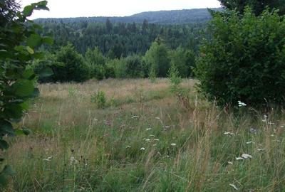 Teren de 34500 mp, în Băile Chirui - 1