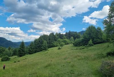 Teren de 9300 mp, în Pănicel