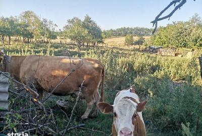 Casă cu 3 camere cu Teren 1356 Mp în Sâmbăta - 3