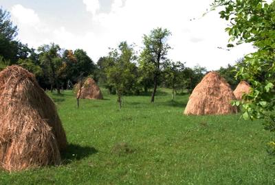 Teren în Pruni - 3