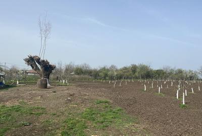 Casă cu 4 camere cu Teren 8500 Mp în Răsuceni - 1