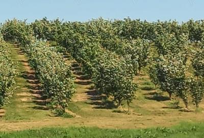 Teren de 500000 mp, în Crivobara - 3
