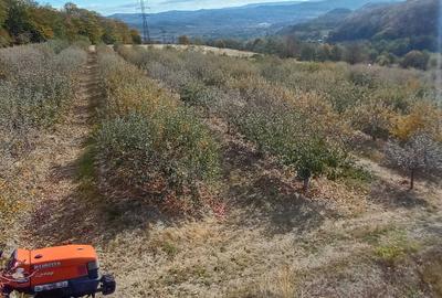 Teren de 5000 mp, în Paltenu