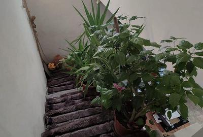 Casă cu 5 camere cu Teren 329 Mp în Decebal - 3