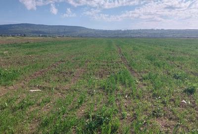 Teren de 1500 mp, în Roșia