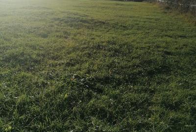 Teren de 3200 mp, în Sadova - 4