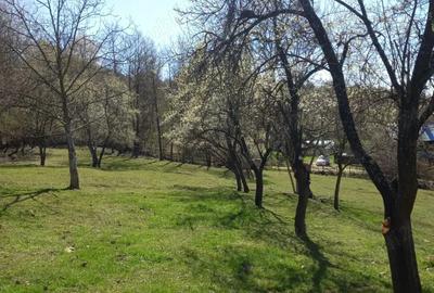 Teren de 2600 mp, în Mosoroasa - 6
