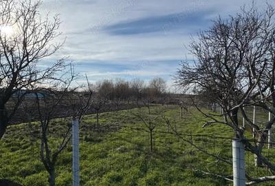 Teren de 1300 mp, în Curtișoara - 1