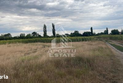 Teren de 1000 mp, în Sânmihaiu Român