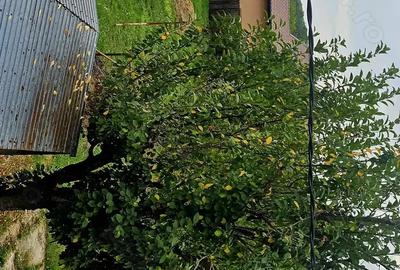 Casă cu 4 camere în Nisipoasa - 4