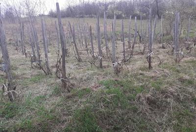 Teren de 760 mp, în Central - 2