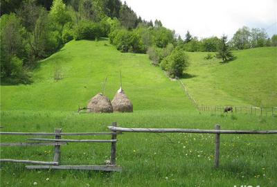 Teren de 2800 mp, în Dâmbovicioara - 4
