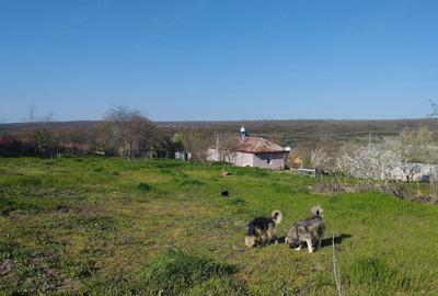 Casă cu 2 camere cu Teren 2500 Mp în Dumbrăveni - 1