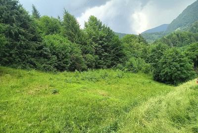 Teren de 6355 mp, în Rucăr