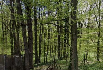 Teren de 1000 mp, în Băneasa