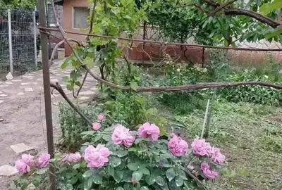 Casă cu 5 camere cu Teren 4000 Mp în Smârdan - 9