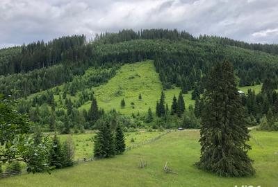 Teren de 6000 mp, în Panaci - 1