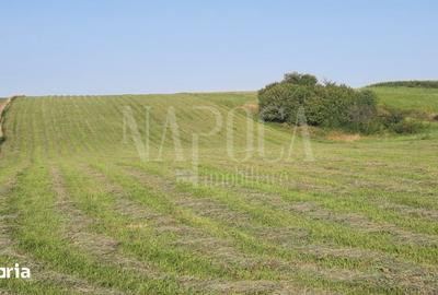 Teren de 7500 mp, în Ciurila - 4