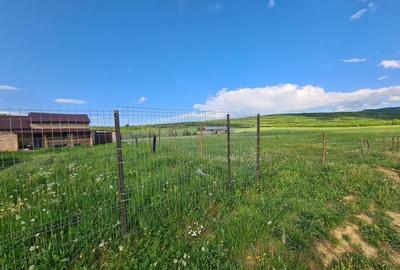 Teren de 800 mp, în Cărpiniș - 13