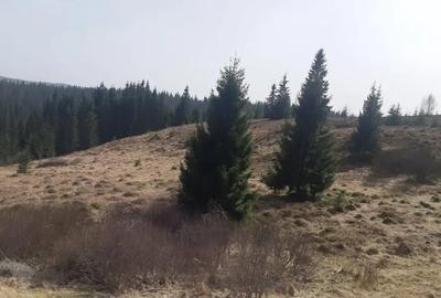 Teren de 9000 mp, în Bălcești (Beliș) - 4