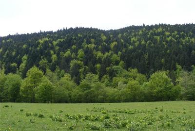 Teren în Brădet - 1