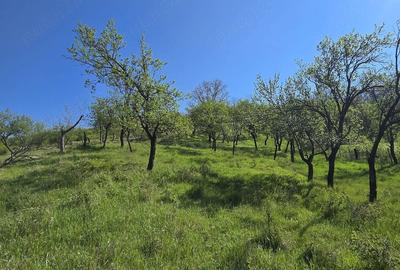 Teren de 3900 mp, în Lacu - 3