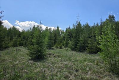 Spațiu comercial, în Panaci - 3