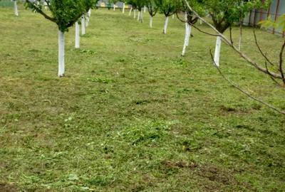 Casă cu Teren 2350 Mp în Jiana - 3