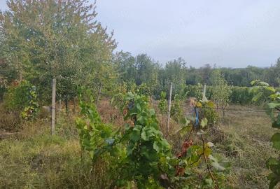 Teren de 7800 mp, în Scânteia