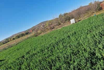 Teren agricol intravilan de 2500 mp, în Răscruci - 5