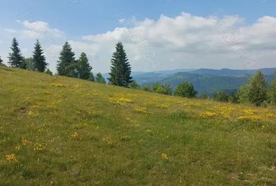 Teren de 7000 mp, în Horea - 7