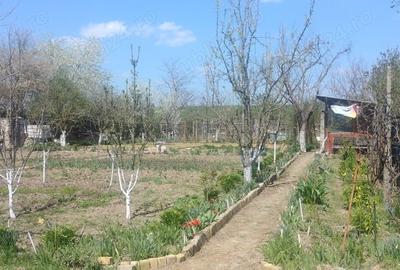 Casă cu Teren 1125 Mp în Micălaca - 4