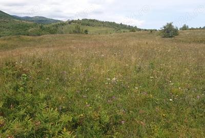 Teren de 500 mp, în Sălicea
