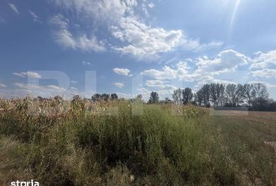 Teren de 9000 mp, în Nușfalău