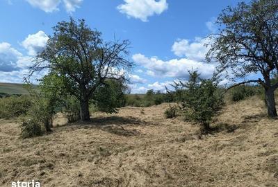 Teren de 8000 mp, în Baciu