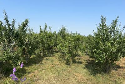 Casă cu 3 camere în Bujoreanca - 2