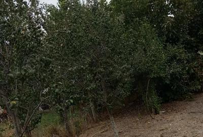 Casă cu 3 camere în Putineiu