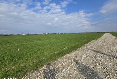 Teren de 540 mp, în Frumușani