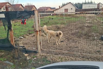 Casă cu Teren 913 Mp în Săcălaz
